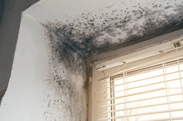 Affordable Hvac And Air Duct Mold Remediation solutions in Morton, WA
